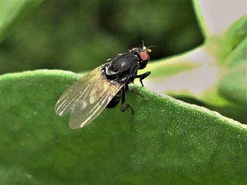 Minettia longipennis